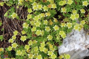 saxifraga sedoides (2)